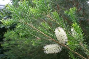 Pianta di Melaleuca alternifolia, da cui si estrae il tea tree oil per le unghie, noto per le sue proprietà antifungine e antibatteriche