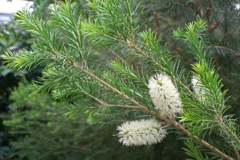 Pianta di Melaleuca alternifolia, da cui si estrae il tea tree oil per le unghie, noto per le sue proprietà antifungine e antibatteriche